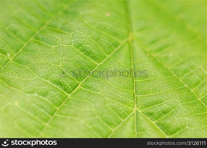 textured green leaf close up