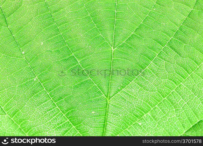 textured green leaf close up