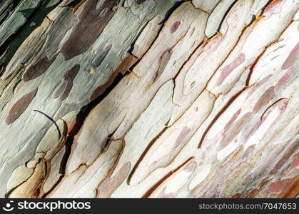 Textured image of tree bark, natural background