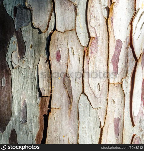 Textured image of tree bark, natural background