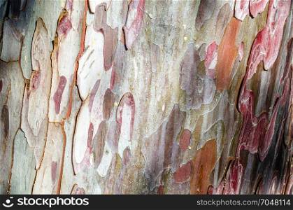 Textured image of tree bark, natural background