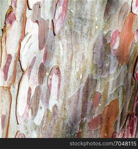 Textured image of tree bark, natural background