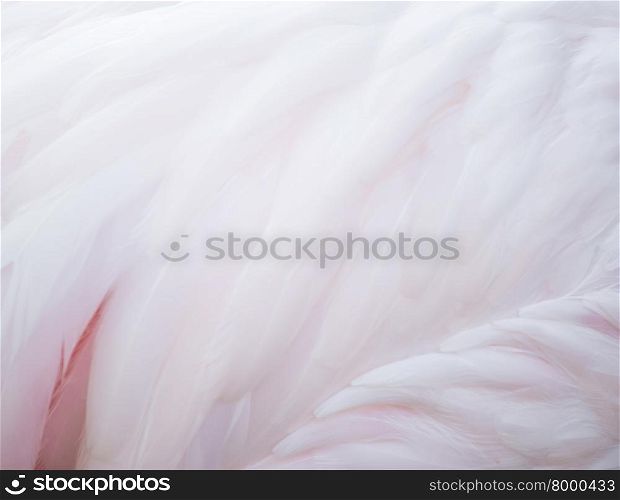 textured of beautiful flamingo feather