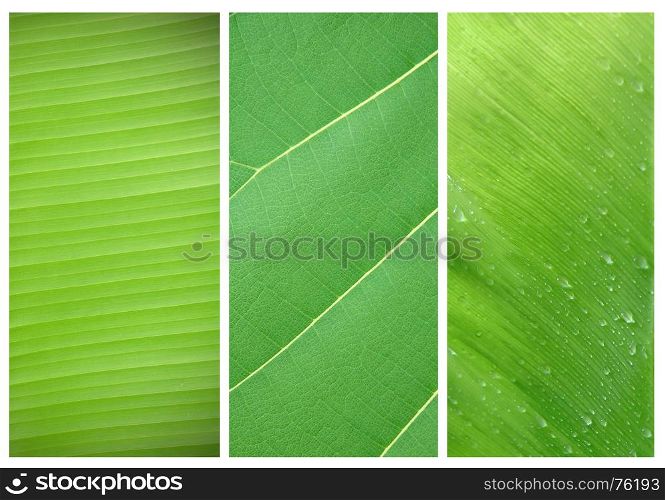 textured of leaves