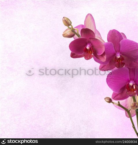 textured old paper background with orchid