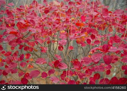 Textured red leaves.