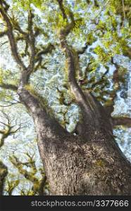 Textures of Bearded Mossman Trees in Queensland, Australia