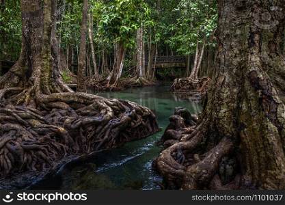 Tha pom mangrove forest, Tha Pom Khlong Song Nam Emerald pool is unseen pool in mangrove forest at krabi, Krabi, Thailand