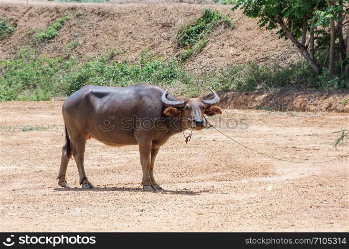 Thai buffalo on the meadow.