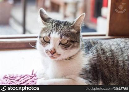 Thai cat lying down at home, stock photo