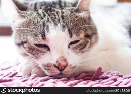 Thai cat lying down at home, stock photo stock photo