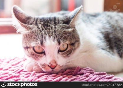 Thai cat lying down at home with vintage filter, stock photo