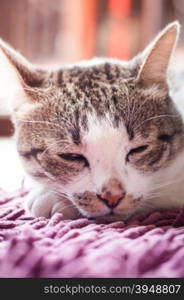 Thai cat lying down at home with vintage filter, stock photo