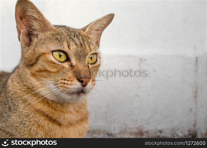 Thai cat with yellow eyes and a crescent of black eyes are looking. Cat with brown hair lying relaxing. Cat with a patterned black and brown hair.