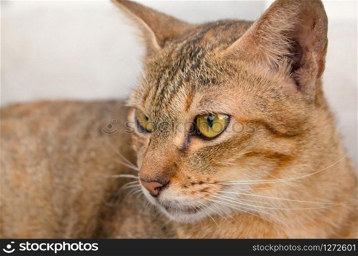 Thai cat with yellow eyes and a crescent of black eyes are looking. Cat with brown hair lying relaxing. Cat with a patterned black and brown hair.