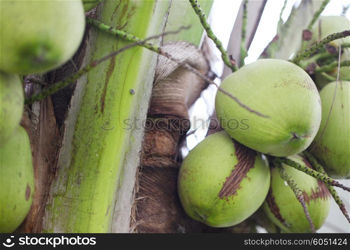Thai coconuts. Green thai coconuts growing on palm tree close-up