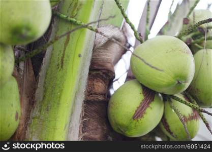 Thai coconuts. Green thai coconuts growing on palm tree close-up