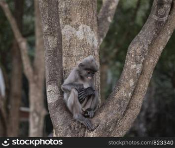 Thai colobinae also gray Langur long tailed monkey on the tree