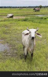 thai domestic cattle in agricultural field