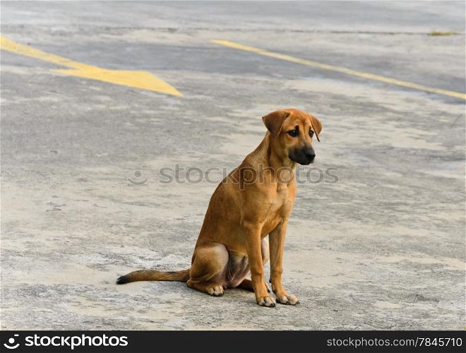 Thai domestic dog