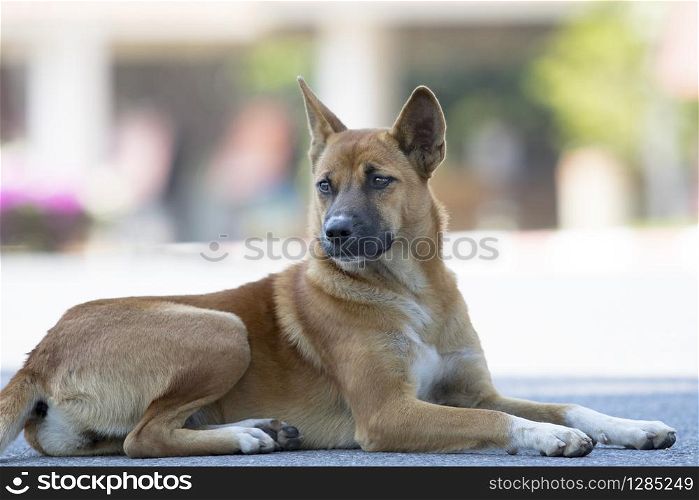 thai domestic dog lying on asphalt street