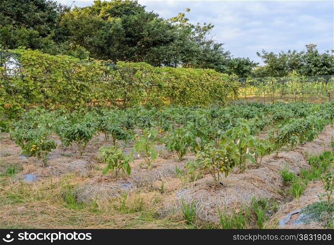Thai eggplant plantation