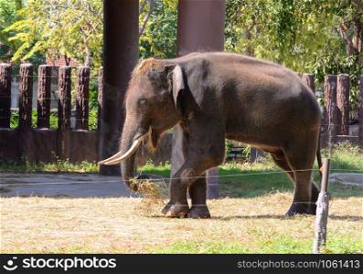 Thai elephant Asia in farm