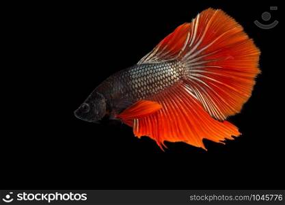 Thai fighting fish on over black background