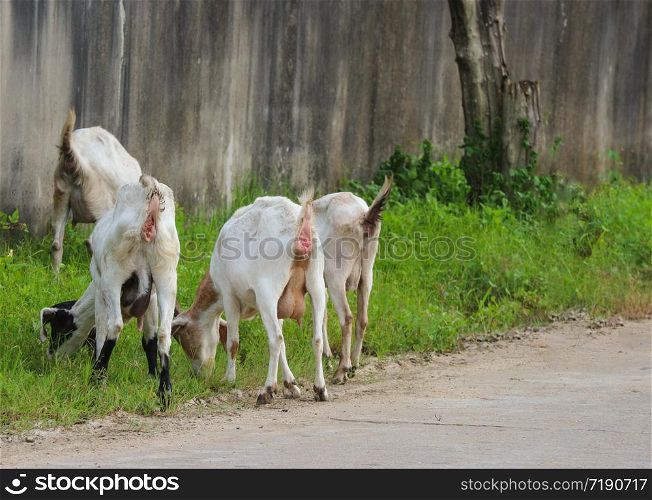 Thai goats eating green grass at countryside.