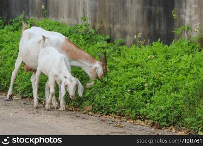 Thai goats eating green grass at countryside.