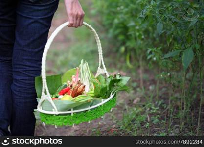 Thai herbs in basket, collecting from garden.