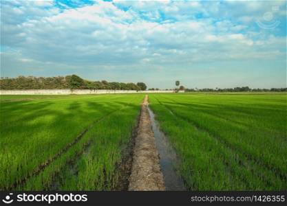 Thai people transplant rice seedlings in farmland of paddy or rice field in Ayutthaya, Thailand