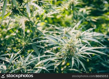 Thai Sativa Cannabis, Marijuana tree or Hemp plant growing in agriculture farm.
