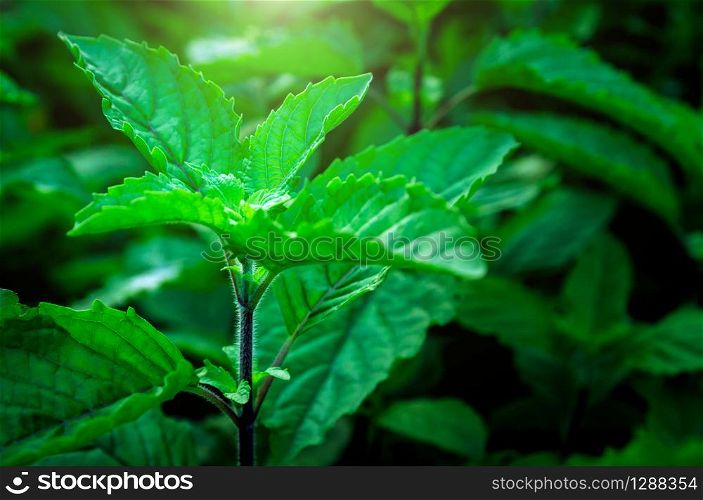 Thai style, green fresh sweet basil In the vegetable garden.with the sun in the morning light. for background. Blank copy space.