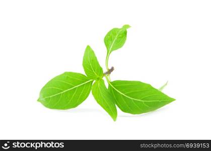 Thai sweet basil leaves isolated on white background