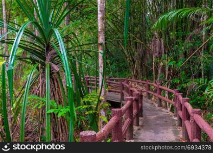 Thai thick jungle and a beautiful hiking trail
