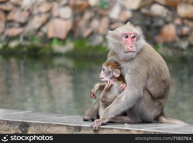 Thai wild red face mommy and baby monkey sitting near the river.