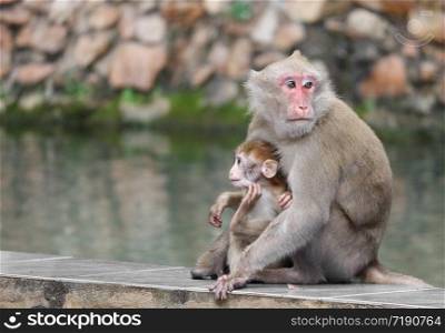 Thai wild red face mommy and baby monkey sitting near the river.