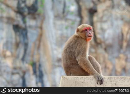 Thai wild red face monkey sitting on the stone and looking for food.