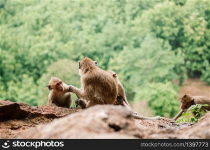 Thai young Long tail Macaque Monkey family sit on rock cliff in tropical forest in Thailand