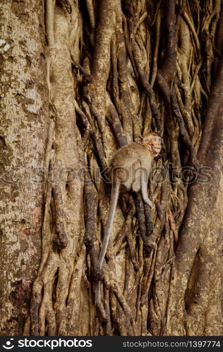 Thai young Long tail Macaque Monkey hanging on big tree in tropical forest in Thailand