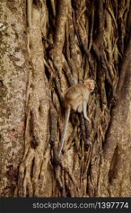 Thai young Long tail Macaque Monkey hanging on big tree in tropical forest in Thailand