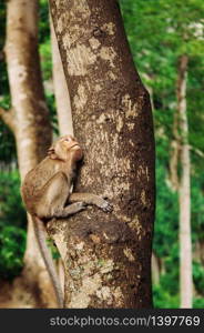 Thai young Long tail Macaque Monkey sit on big tree in tropical forest