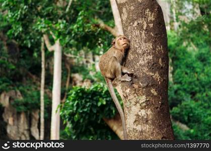 Thai young Long tail Macaque Monkey sit on big tree in tropical forest