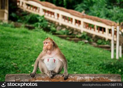 Thai young Long tail Macaque Monkey sit on concrete fence in tropical village forest in Thailand