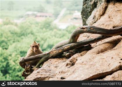 Thai young Long tail Macaque Monkey sit on rock cliff in tropical forest, staring at camera