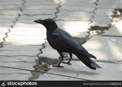 Thailand, Bangkok, Bangkok zoo, black crow  Corvus frugilegus 