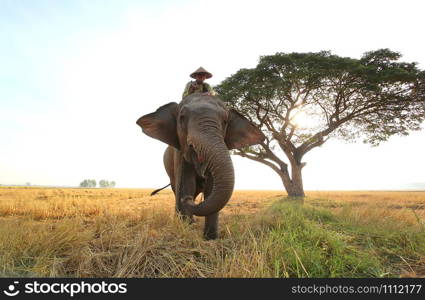 Thailand Countryside; Silhouette elephant on the background of sunset, elephant Thai in Surin Thailand.