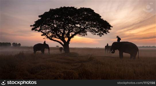 Thailand Countryside; Silhouette elephant on the background of sunset, elephant Thai in Surin Thailand.