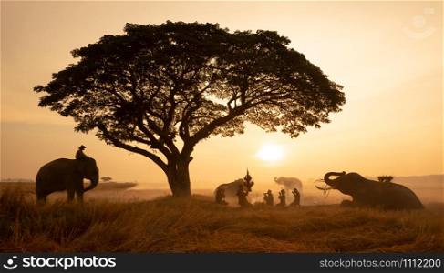 Thailand Countryside; Silhouette elephant on the background of sunset, elephant Thai in Surin Thailand.